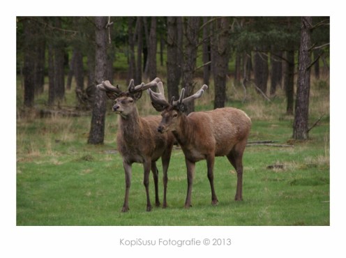 DSC09465_B gecomprimeerd