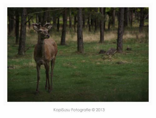 DSC09475_B gecomprimeerd